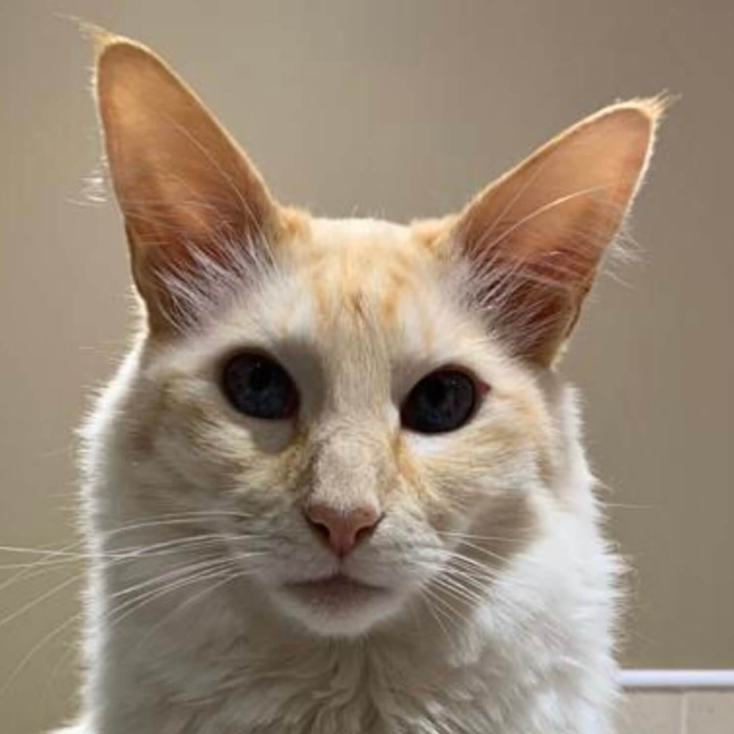 Cat photograph used for custom engraved oak pet portrait plaque.