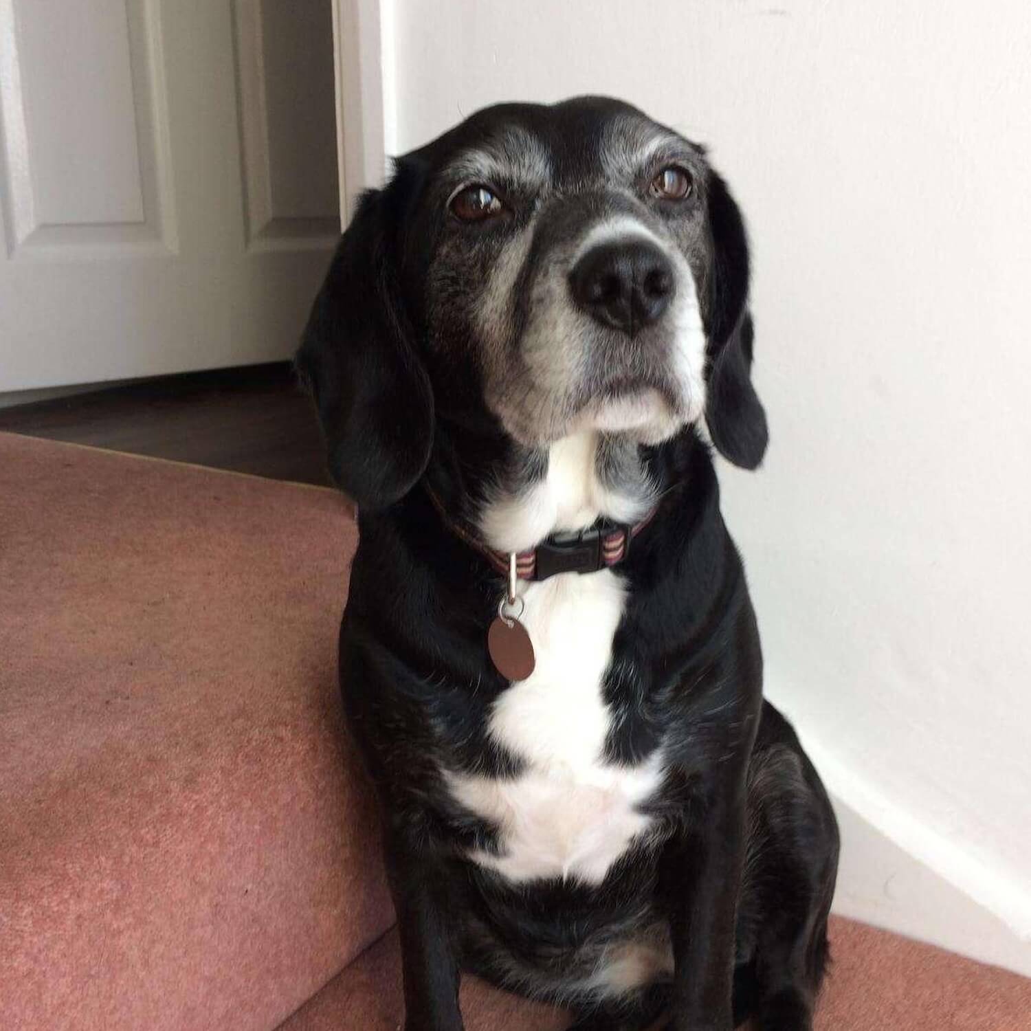 Dog photograph used for custom engraved pet portrait plaque.